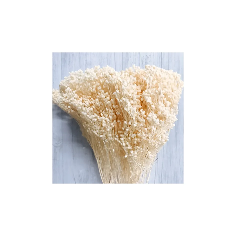Broom Bloom – per bunch